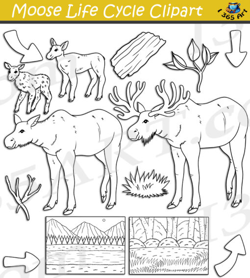 Moose Life Cycle Clipart