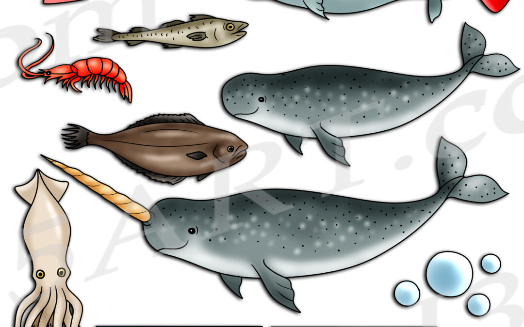 Narwhal Life Cycle Clipart Set Download