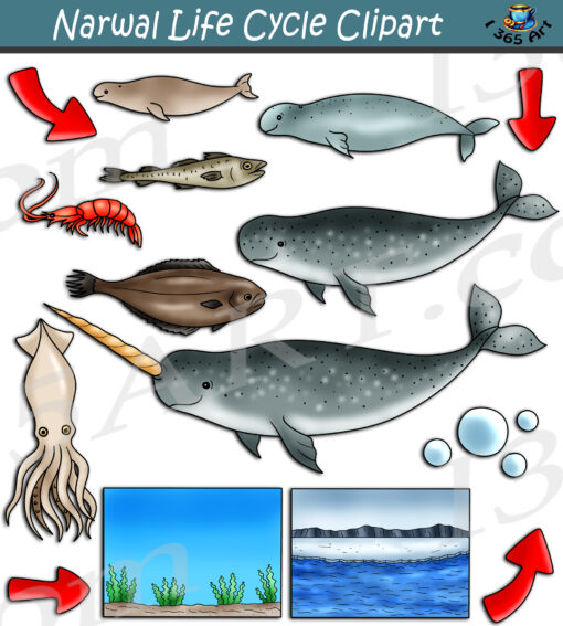 Narwhal Life Cycle Clipart