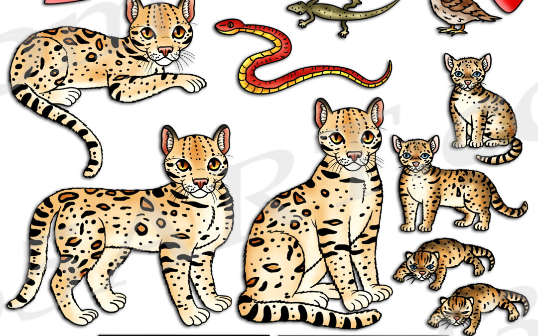 Ocelot Life Cycle Clipart Set Download