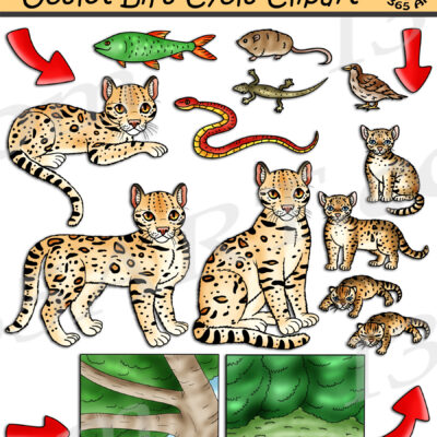 Ocelot Life Cycle Clipart