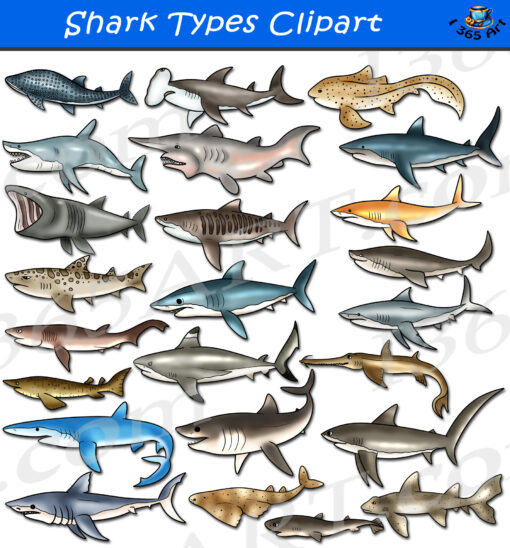 Shark Types Clipart