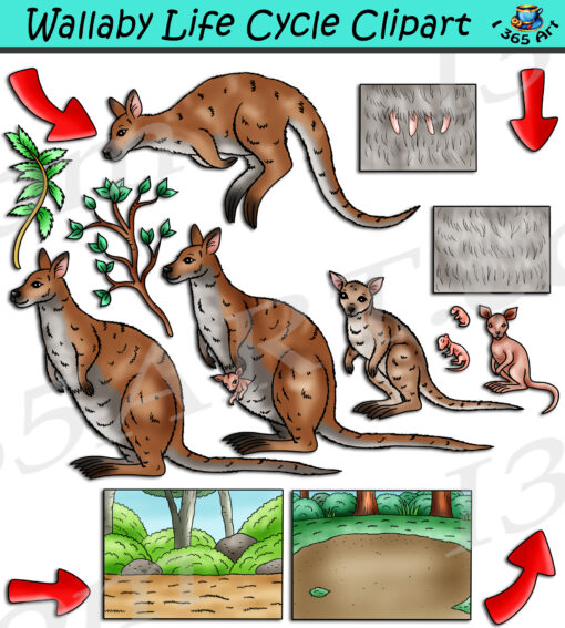 Wallaby Life Cycle Clipart