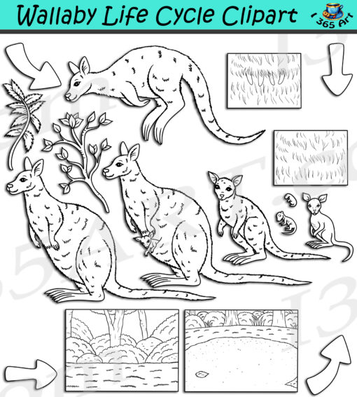 Wallaby Life Cycle Clipart