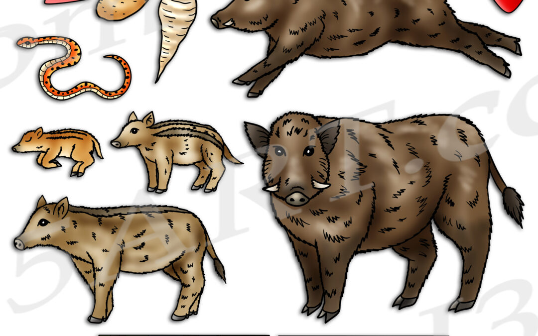 Wild Boar Life Cycle Clipart Set Download