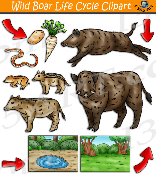 Wild Boar Life Cycle Clipart