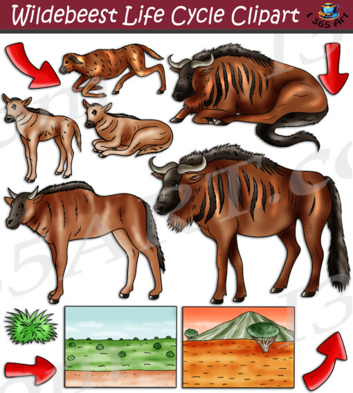 Wildebeest Life Cycle Clipart