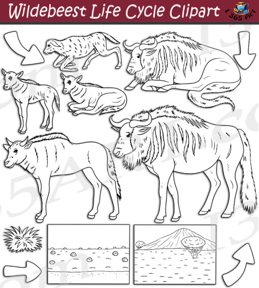 Wildebeest Life Cycle Clipart