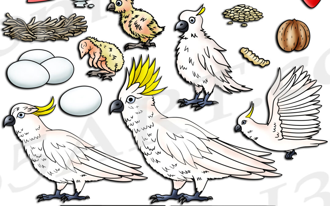 Cockatoo Life Cycle Clipart Download