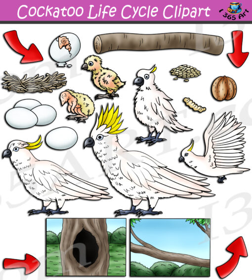 Cockatoo Life Cycle Clipart