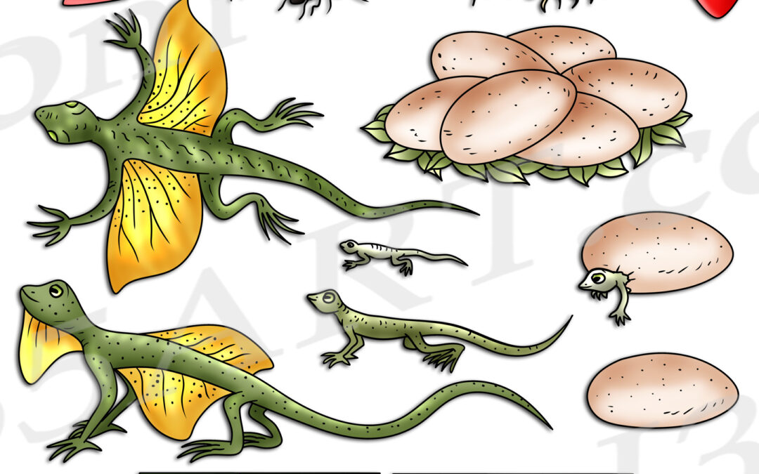 Flying Draco Lizard Life Cycle Clipart Set Download