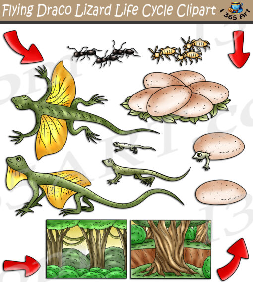 Flying Draco Lizard Life Cycle Clipart