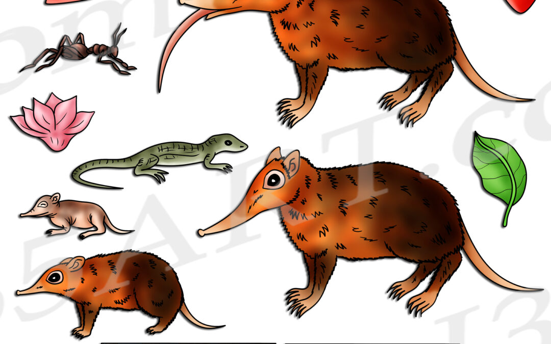 Elephant Shrew Life Cycle Clipart Set Download
