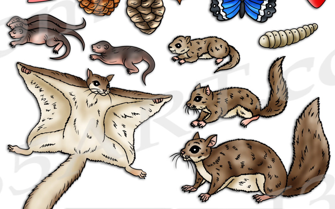 Flying Squirrel Life Cycle Clipart Set Download
