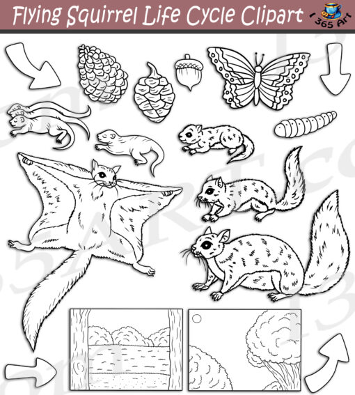 Flying Squirrel Life Cycle Clipart
