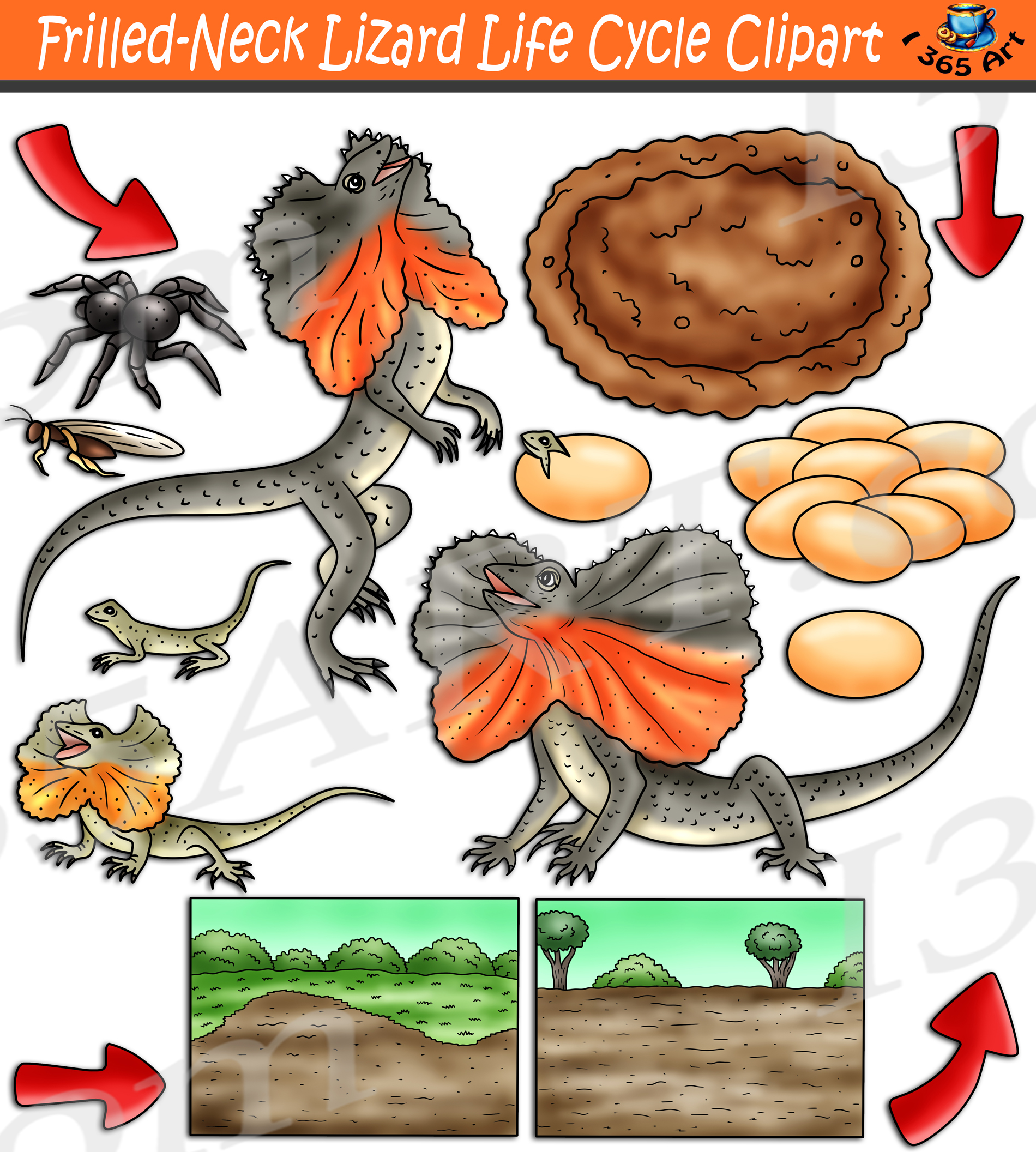 lizard life cycle