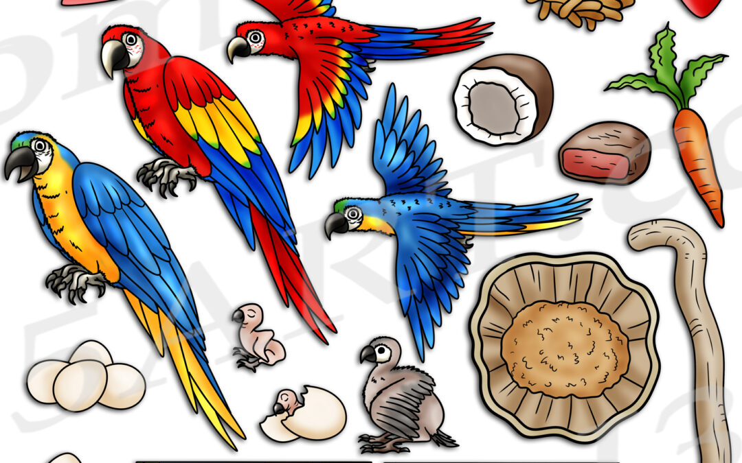 Macaw Life Cycle Clipart Download