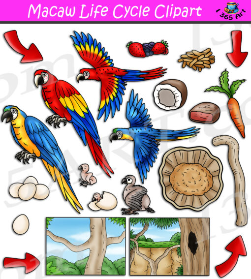 Macaw Life Cycle Clipart
