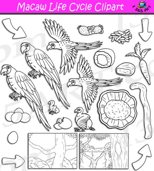 Macaw Life Cycle Clipart