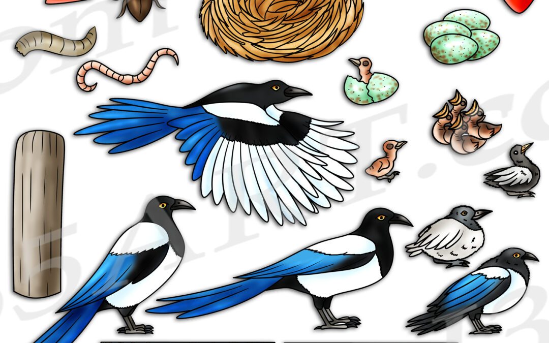 Magpie Life Cycle Clipart Download