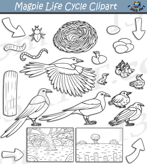 Magpie Life Cycle Clipart