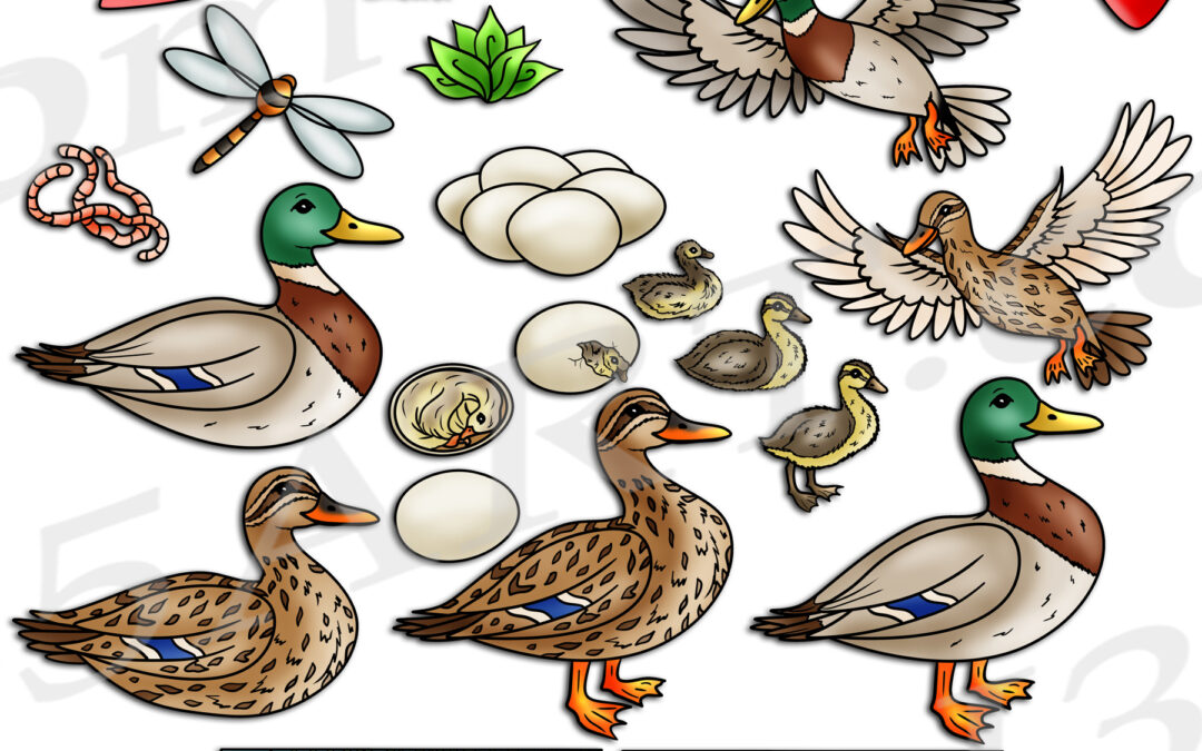 Mallard Duck Life Cycle Clipart Download