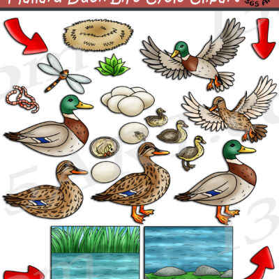 Mallard Duck Life Cycle Clipart