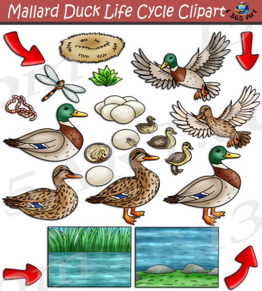 Mallard Duck Life Cycle Clipart