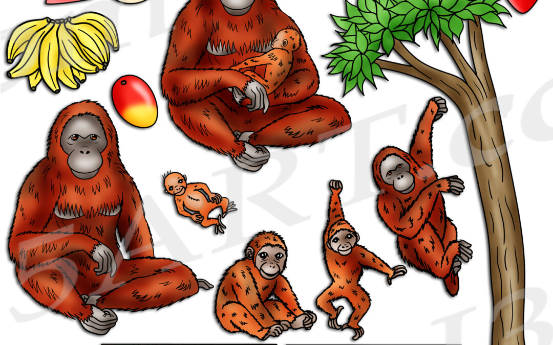 Orangutan Life Cycle Clipart Set Download
