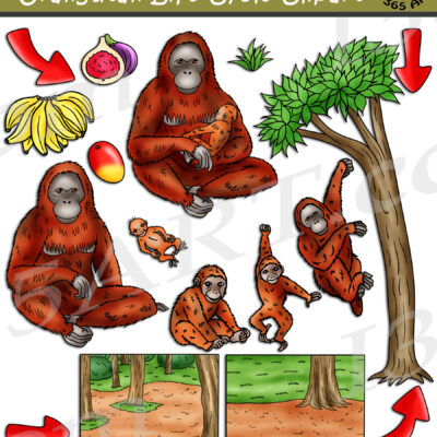 Orangutan Life Cycle Clipart