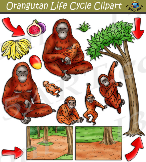 Orangutan Life Cycle Clipart