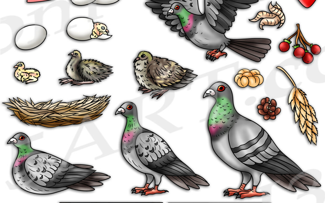 Pigeon Life Cycle Clipart Download