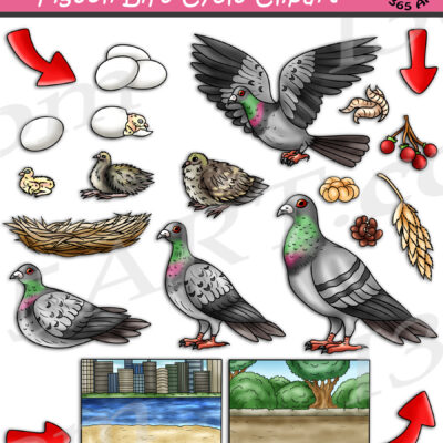 Pigeon Life Cycle Clipart