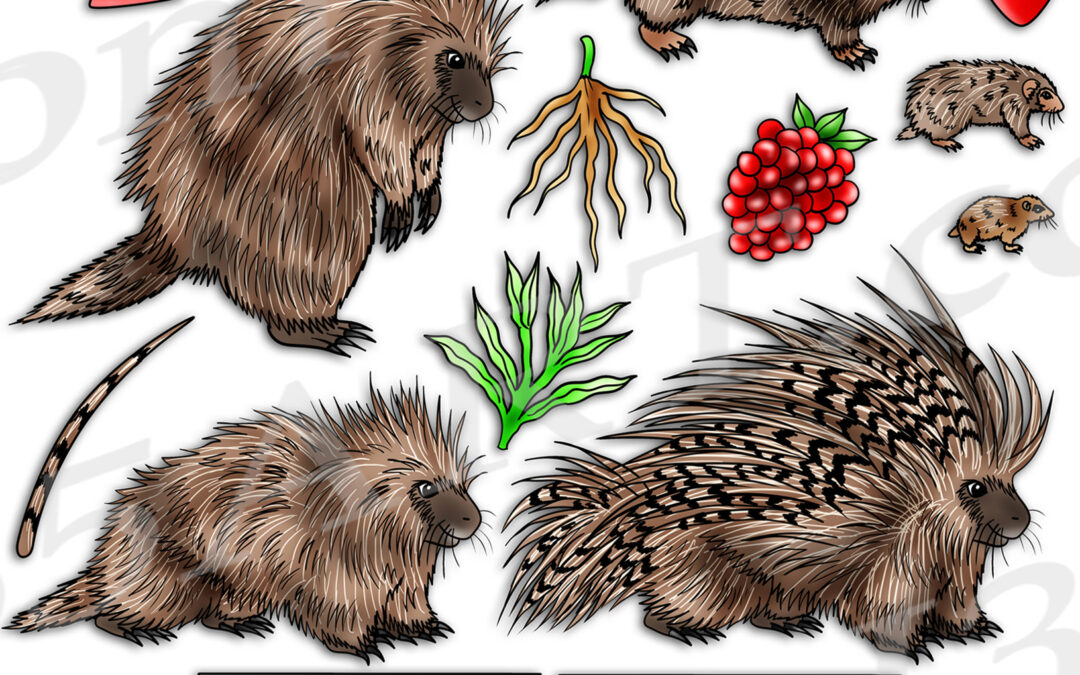 Porcupine Life Cycle Clipart Set Download