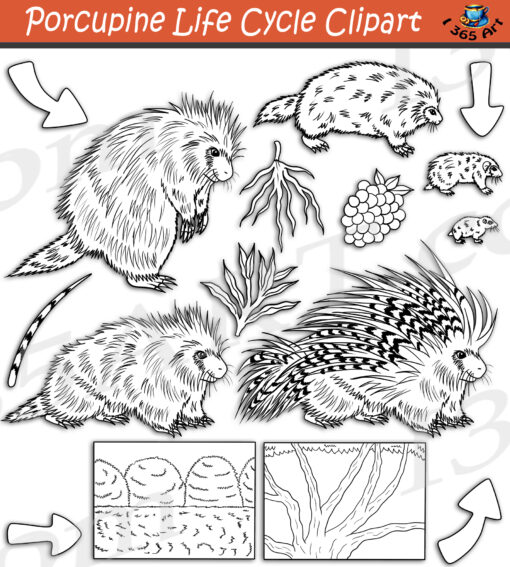 Porcupine Life Cycle Clipart