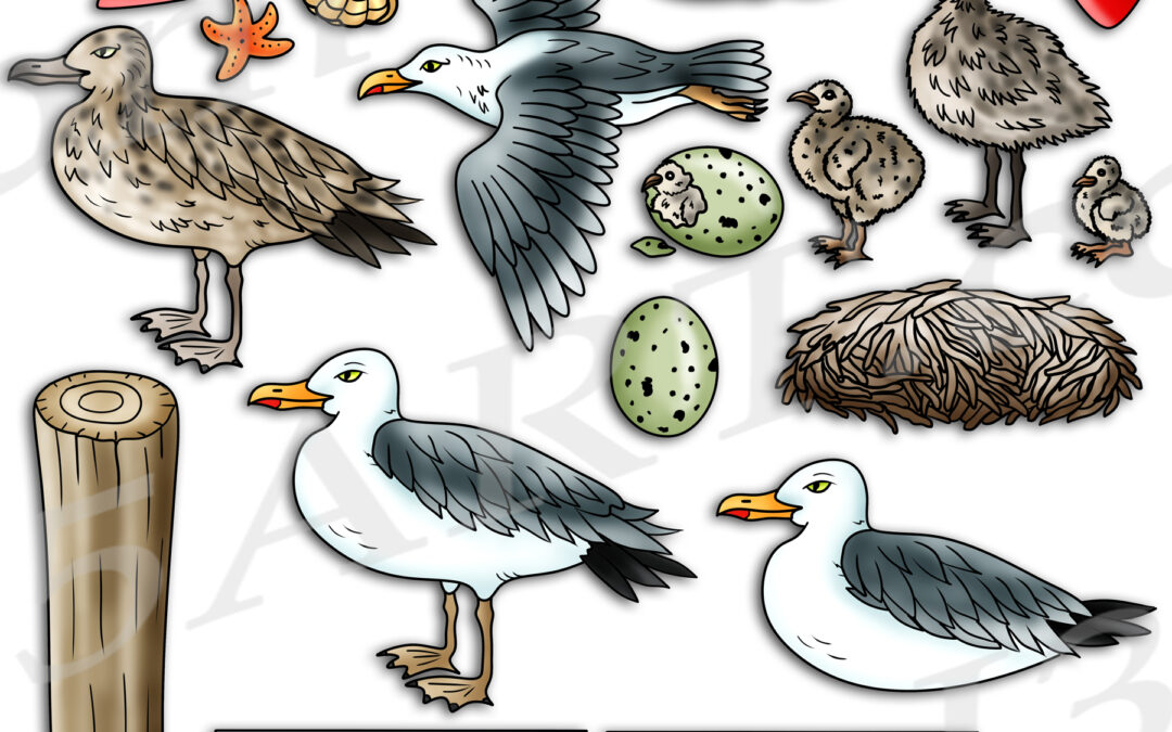 Seagull Life Cycle Clipart Download