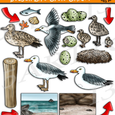 Seagull Life Cycle Clipart