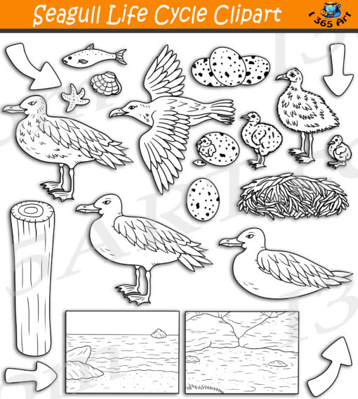 Seagull Life Cycle Clipart