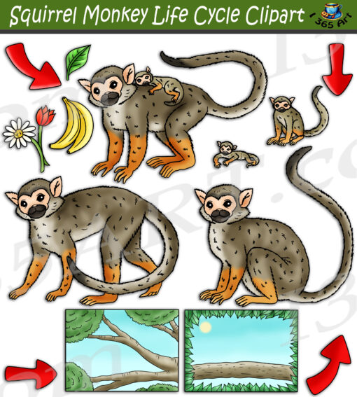 Squirrel Monkey Life Cycle Clipart