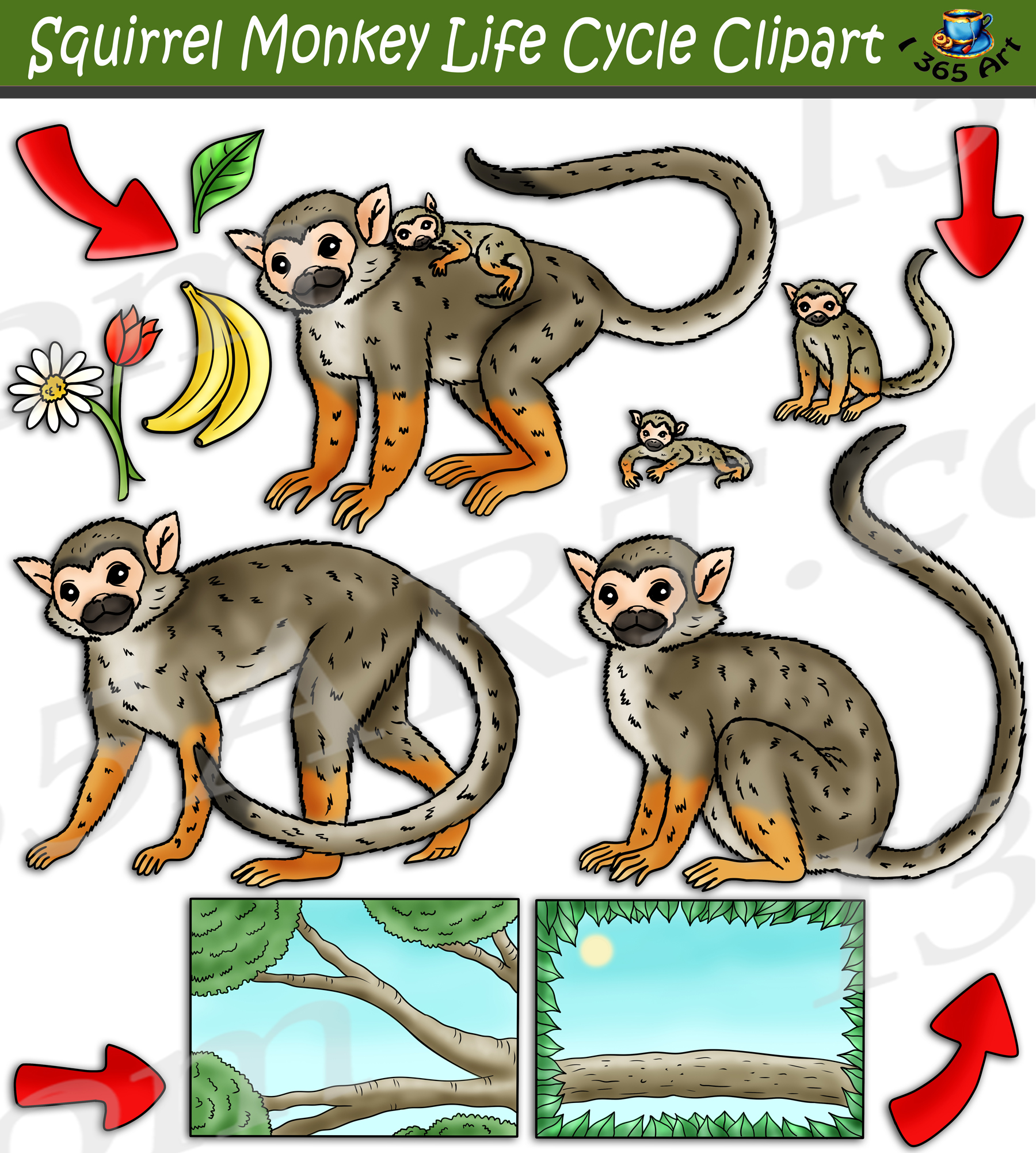 Squirrel Monkey Life Cycle Clipart Set Download - Clipart 4 School
