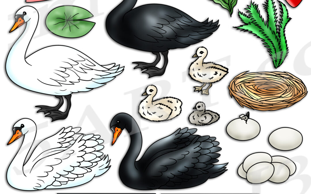 Swan Life Cycle Clipart Download