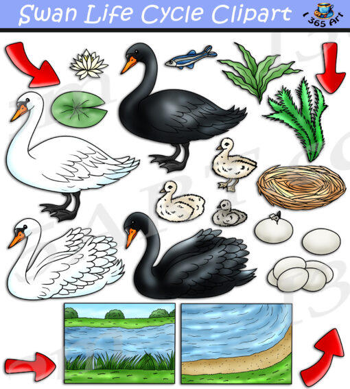 Swan Life Cycle Clipart