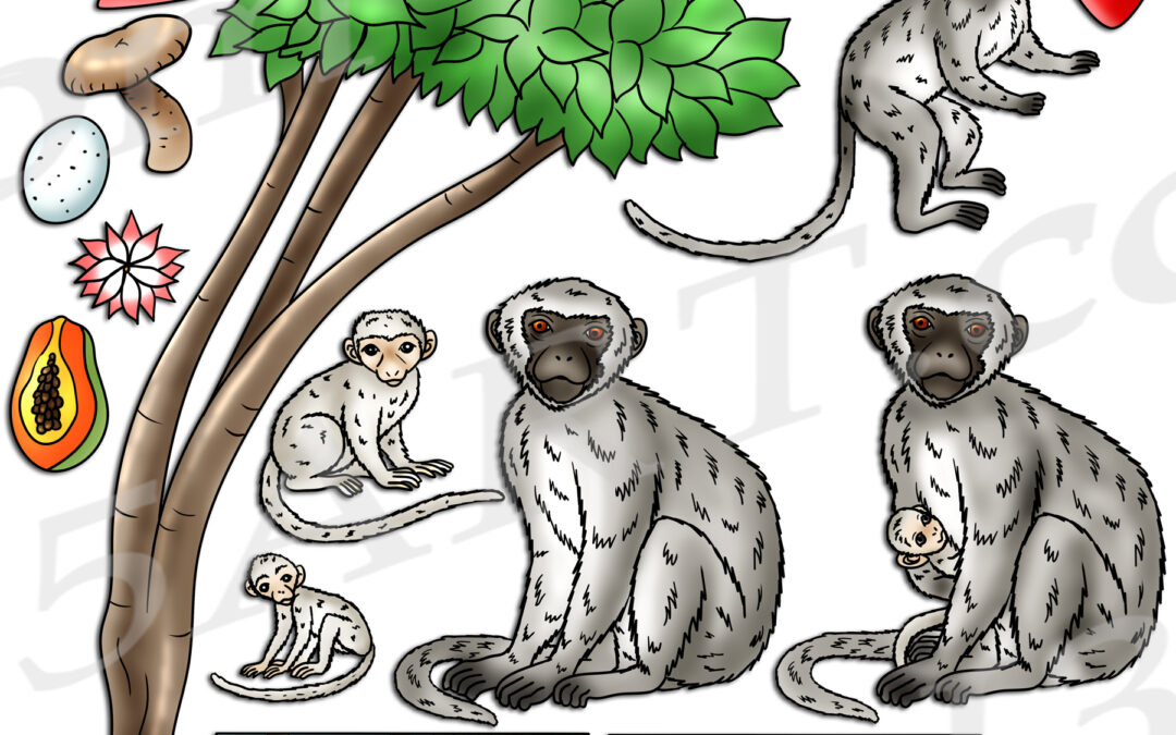 Vervet Monkey Life Cycle Clipart Set Download