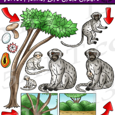 Vervet Monkey Life Cycle Clipart