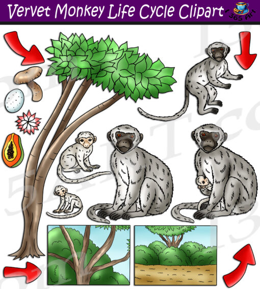 Vervet Monkey Life Cycle Clipart