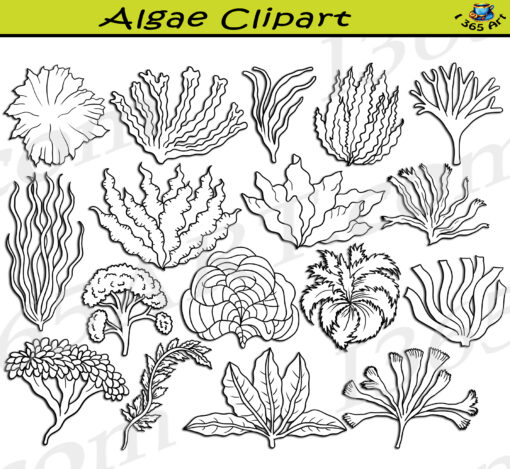 Algae Types Clipart