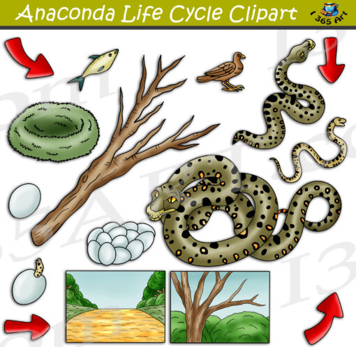 Anaconda Life Cycle Clipart