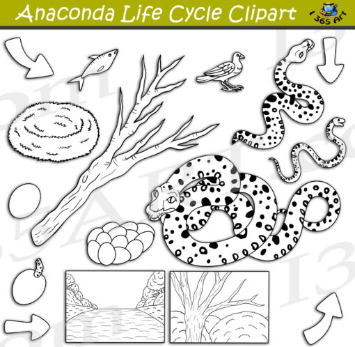 Anaconda Life Cycle Clipart