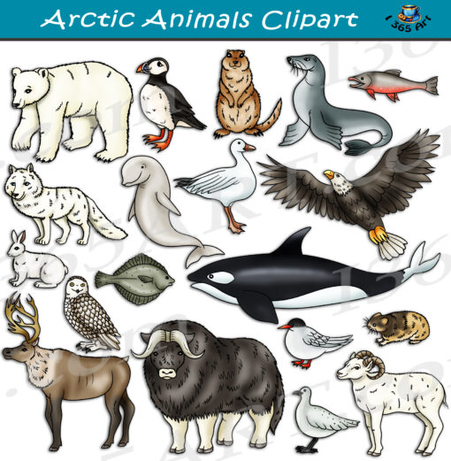 Arctic Animals Clipart