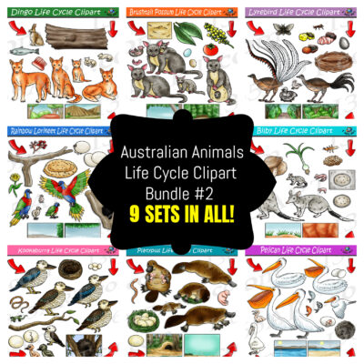 Australian Animals Life Cycle Clipart Bundle #2